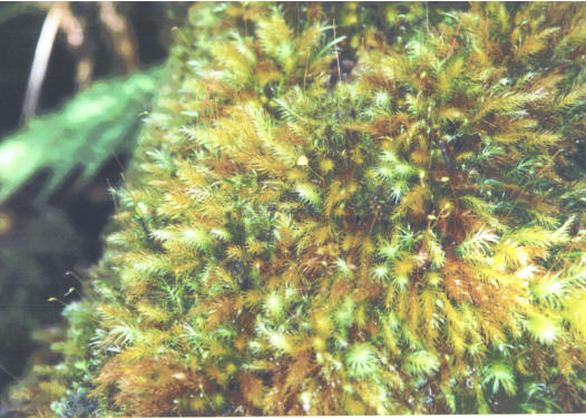 Moss closeup